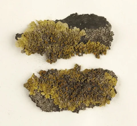 tercovnik-zedni-xanthoria-parietina-e142e3c2dbcd