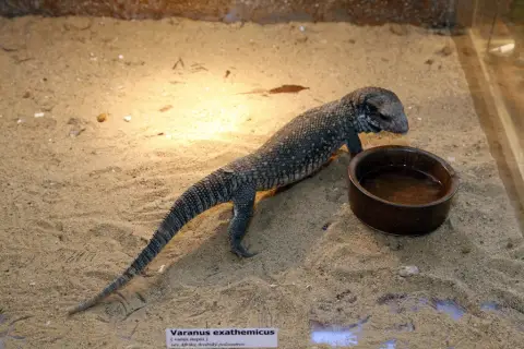 Výstava terarijních zvířat (14)