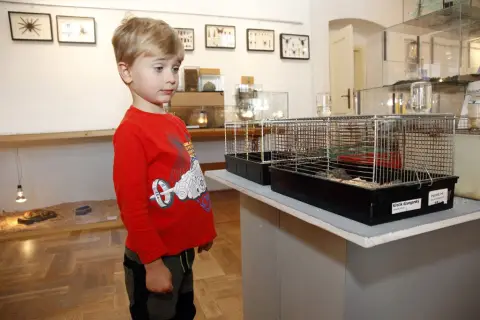 Výstava terarijních zvířat (16)