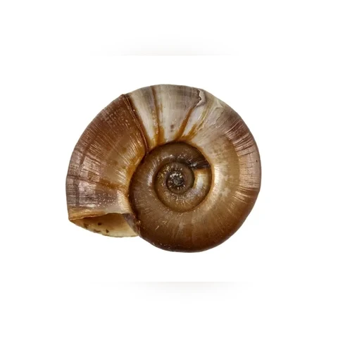 mollusca