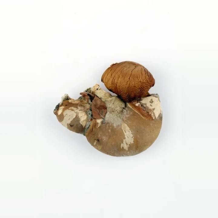 hliva-ustricna-pleurotus-ostreatus-c15a9c295852