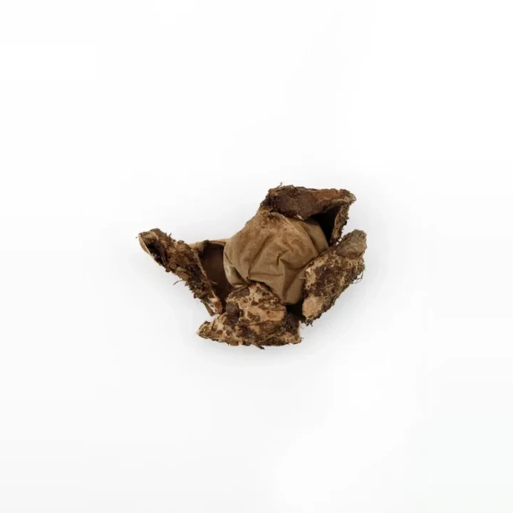hvezdovka-cervenava-geastrum-rufescens-fbcf2e1ebb94