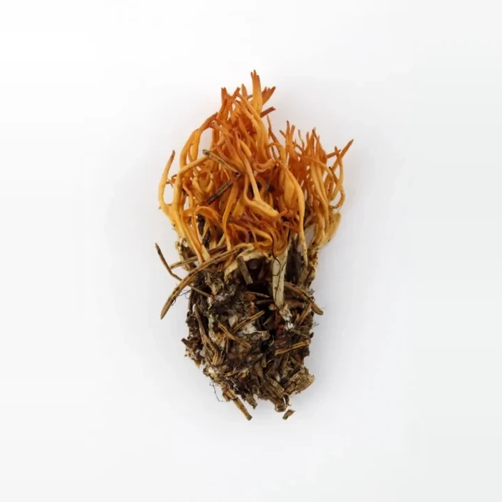 krasnoruzek-lepkavy-calocera-viscosa-c32ae9d3cc62