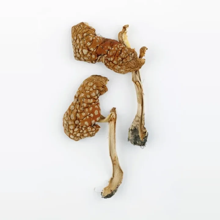 muchomurka-cervena-amanita-muscaria-89c543a6f839