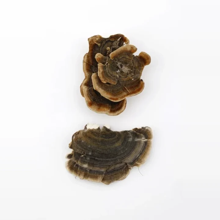 outkovka-pestra-trametes-versicolor-fd299d63fa26
