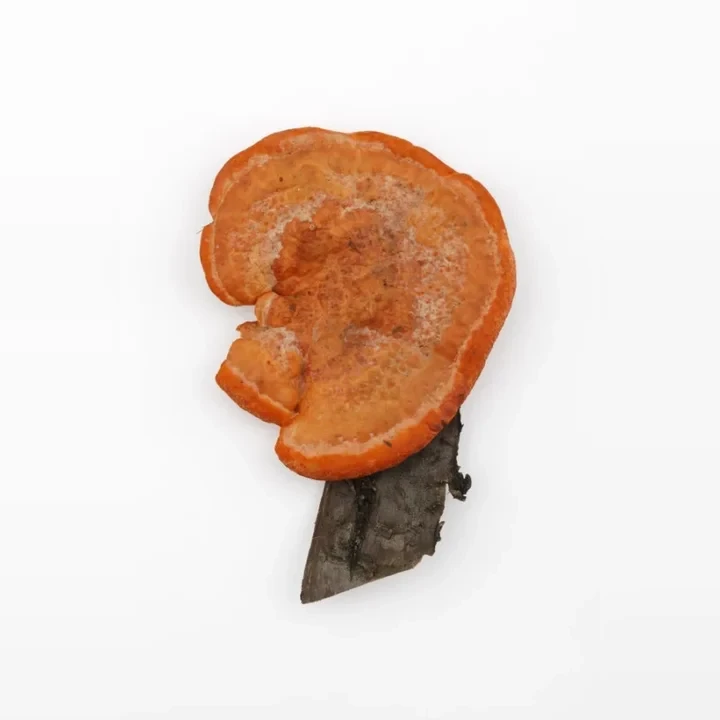 outkovka-rumelkova-pycnoporus-cinnabarinus-81b4fca32b4e