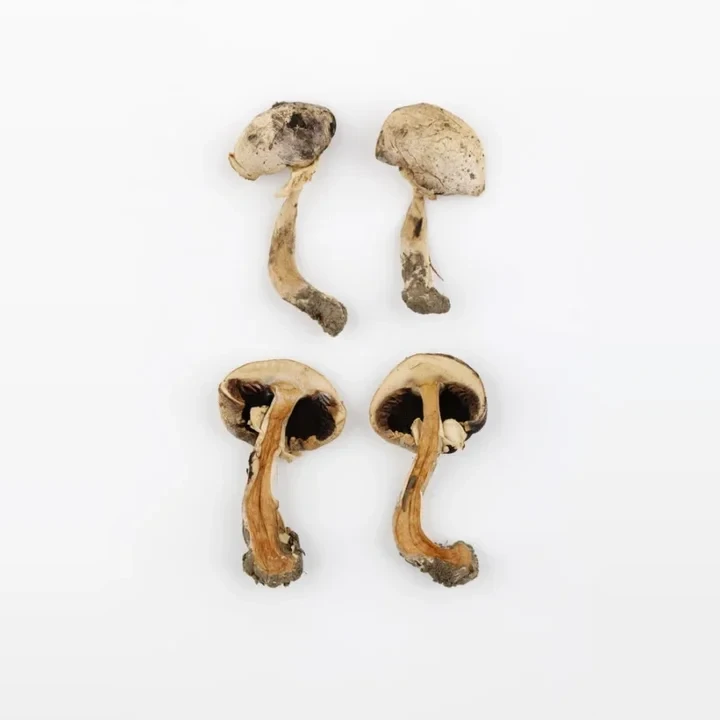 pecarka-zapasna-agaricus-xanthodermus-a47b49040c90