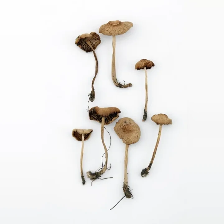 spicka-obecna-marasmius-oreades-874726d10b95 - kopie