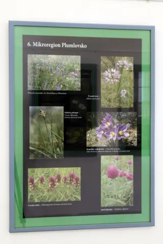 Ohrožené rostliny střední Moravy (11)
