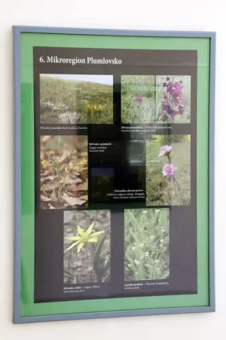 Ohrožené rostliny střední Moravy (12)
