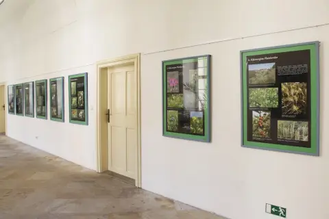 Ohrožené rostliny střední Moravy (13)