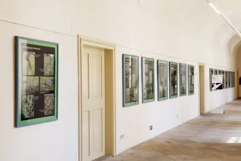 Ohrožené rostliny střední Moravy (14)