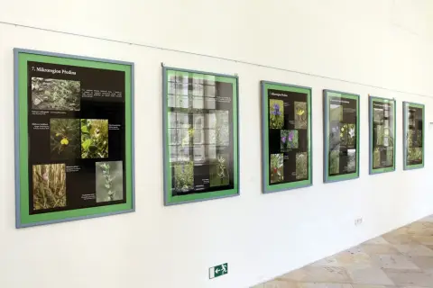 Ohrožené rostliny střední Moravy (15)