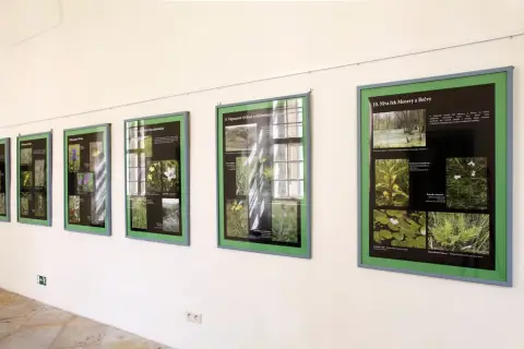 Ohrožené rostliny střední Moravy (16)
