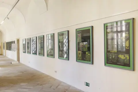 Ohrožené rostliny střední Moravy (18)