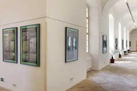 Ohrožené rostliny střední Moravy (19)