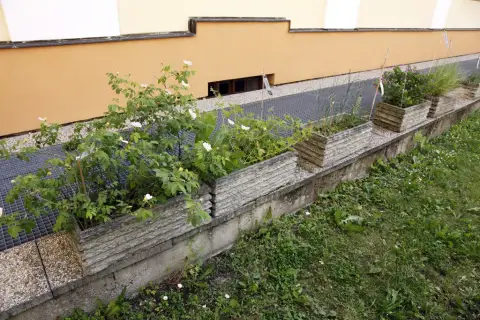 Ohrožené rostliny střední Moravy (27)