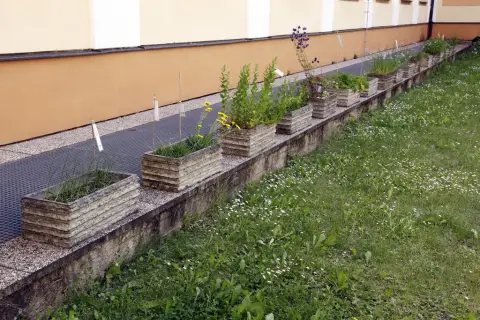 Ohrožené rostliny střední Moravy (28)