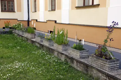 Ohrožené rostliny střední Moravy (31)