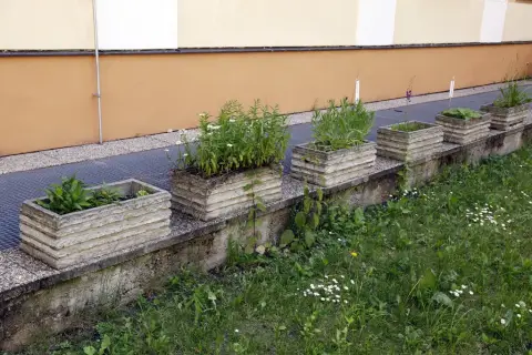 Ohrožené rostliny střední Moravy (32)