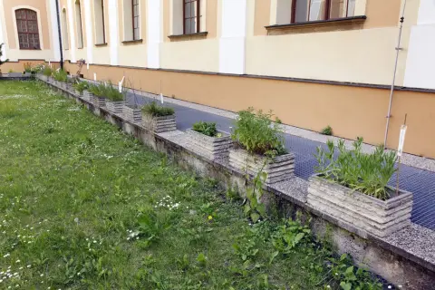 Ohrožené rostliny střední Moravy (33)