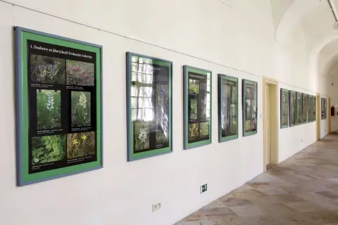 Ohrožené rostliny střední Moravy (5)