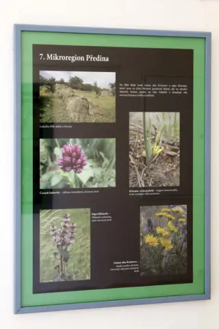 Ohrožené rostliny střední Moravy (79)