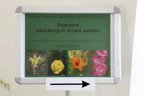 Ohrožené rostliny střední Moravy (80)