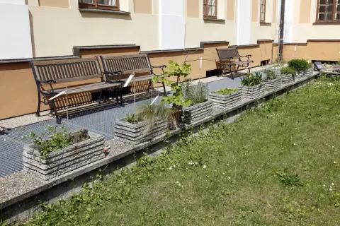Ohrožené rostliny střední Moravy (81)