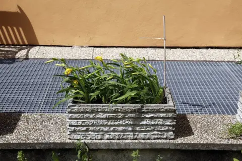 Ohrožené rostliny střední Moravy (82)