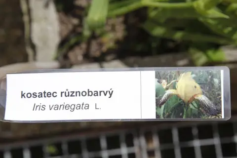 Ohrožené rostliny střední Moravy (83)