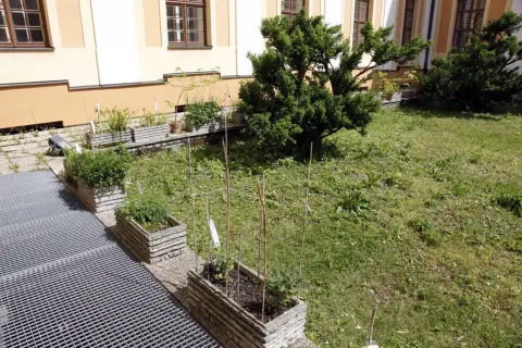 Ohrožené rostliny střední Moravy (84)