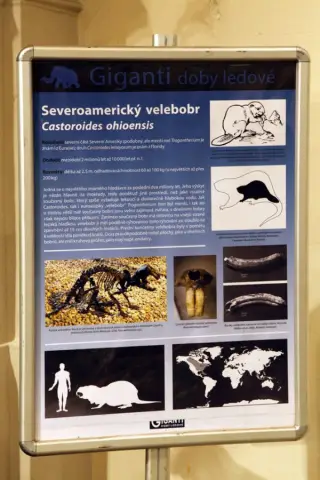 Giganti doby ledové (37)