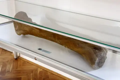 Giganti doby ledové (48)