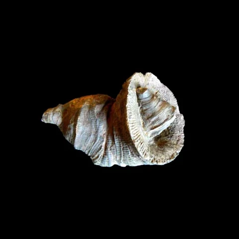 ctyrcetni-korali-acanthophyllum-moravicum-devon-celechovice-na-hane-7207bc0336ed