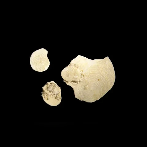 dirkonosec-heterostegina-aff-granulatatesta-miocen-slatinky-52da730f7ae5