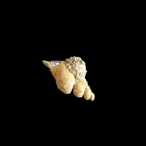 jadro-plze-fusus-sp-miocen-slatinky-f1a033aa22f4