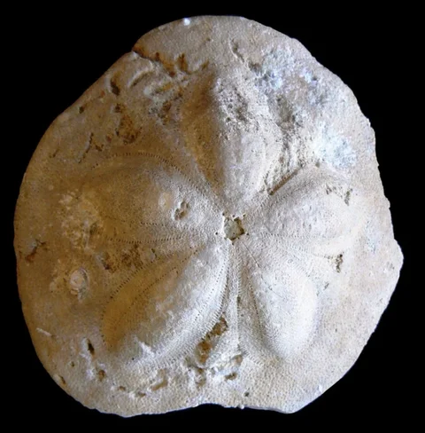 jezovka-clypeaster-campanulatus-partschi-miocen-slatinky-ee6d62b8153b