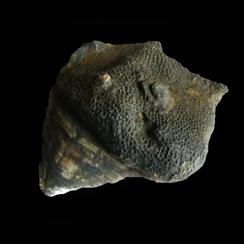 korali-calceola-sandalina-a-favosites-goldfussi-devon-celechovice-na-h-2807812aea25