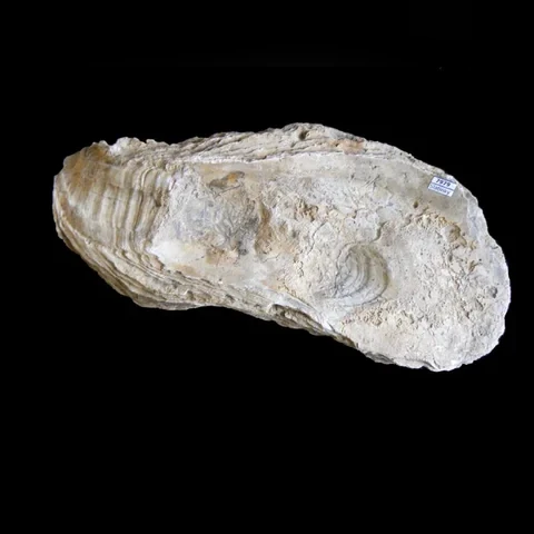 miska-ustrice-ostrea-gingensis-miocen-slatinky-21a722c5a71e