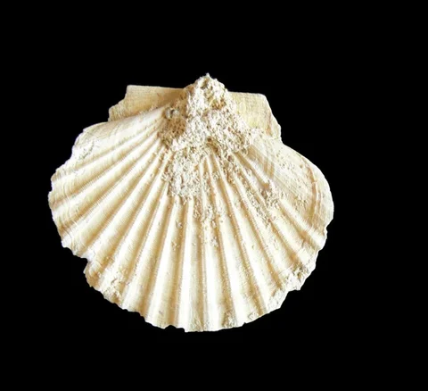 mlz-pecten-aduncus-miocen-slatinky-c27d907c9faa
