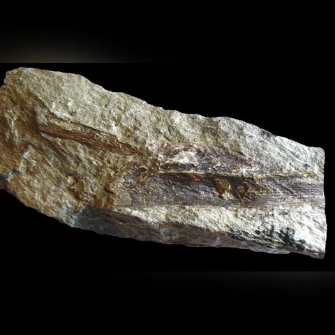 preslicka-archaeocalamites-scrobiculatus-spodni-karbon-losov-827666e56aa6