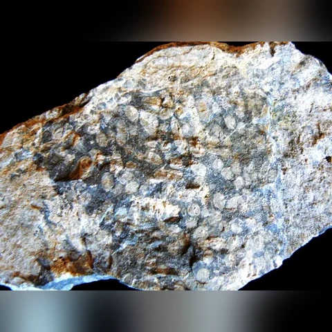 stromatopora-amphipora-ramosa-devon-celechovice-na-hane-2e7d8e101307
