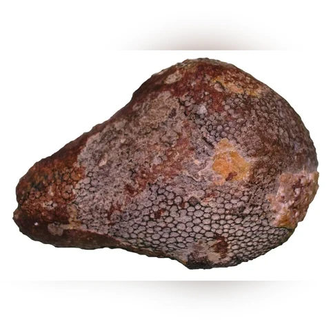 tabulatni-koral-favosites-goldfussi-devon-celechovice-na-hane-d20bf771d9c8