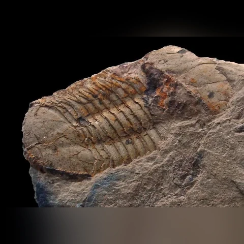 trilobit-illaenulla-illaenoides-devon-sternberk-chabicov-45c38ce0eded