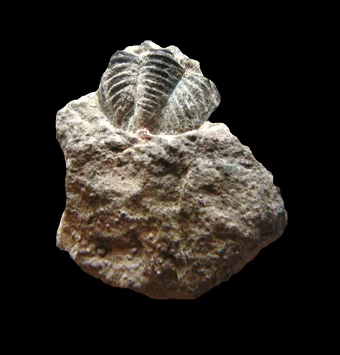 trilobit-schizoproetus-celechovicensis-devon-celechovice-na-hane-70df5595917d