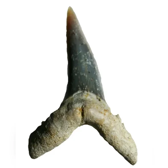 zub-zraloka-odontaspis-acutissima-miocen-slatinky-a03e516ecf00