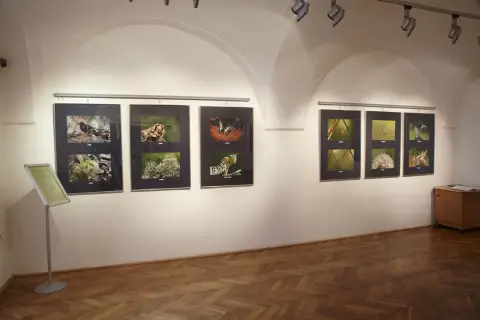 Za humny (10)
