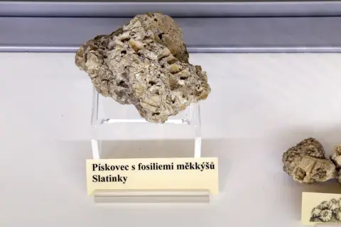 Zkameněliny - archiv života (24) Zkameněliny - archiv života (24)