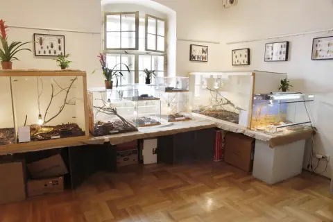 Výstava terarijních zvířat (4)